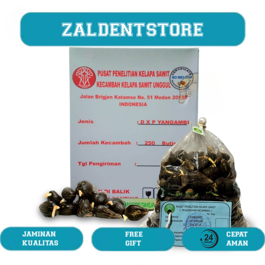 BENIH POLONG KECAMBAH BIBIT SAWIT DXP PPKS YANGAMBI UNGGUL BERSERTIFIKAT ORIGINAL ASLI PELEPAH PANJA