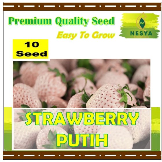 10 Biji Benih Strawberry Putih Buah Strawberry Putih Leoni MH F1