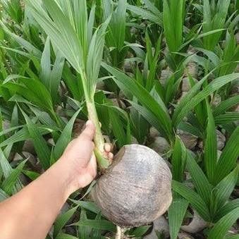 Bibit Kelapa Hibrida Hijau Jumbo Asli Bibit Tanaman Super Unggul CV GLAMOUR TANI