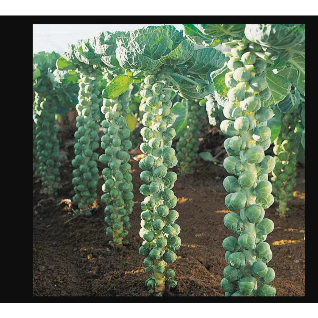 RBP Benih  bibit Kubis Mini