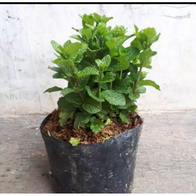 Bibit Daun Mint - Daun Mint Tanaman Untuk Minuman /Daun Mint Segar