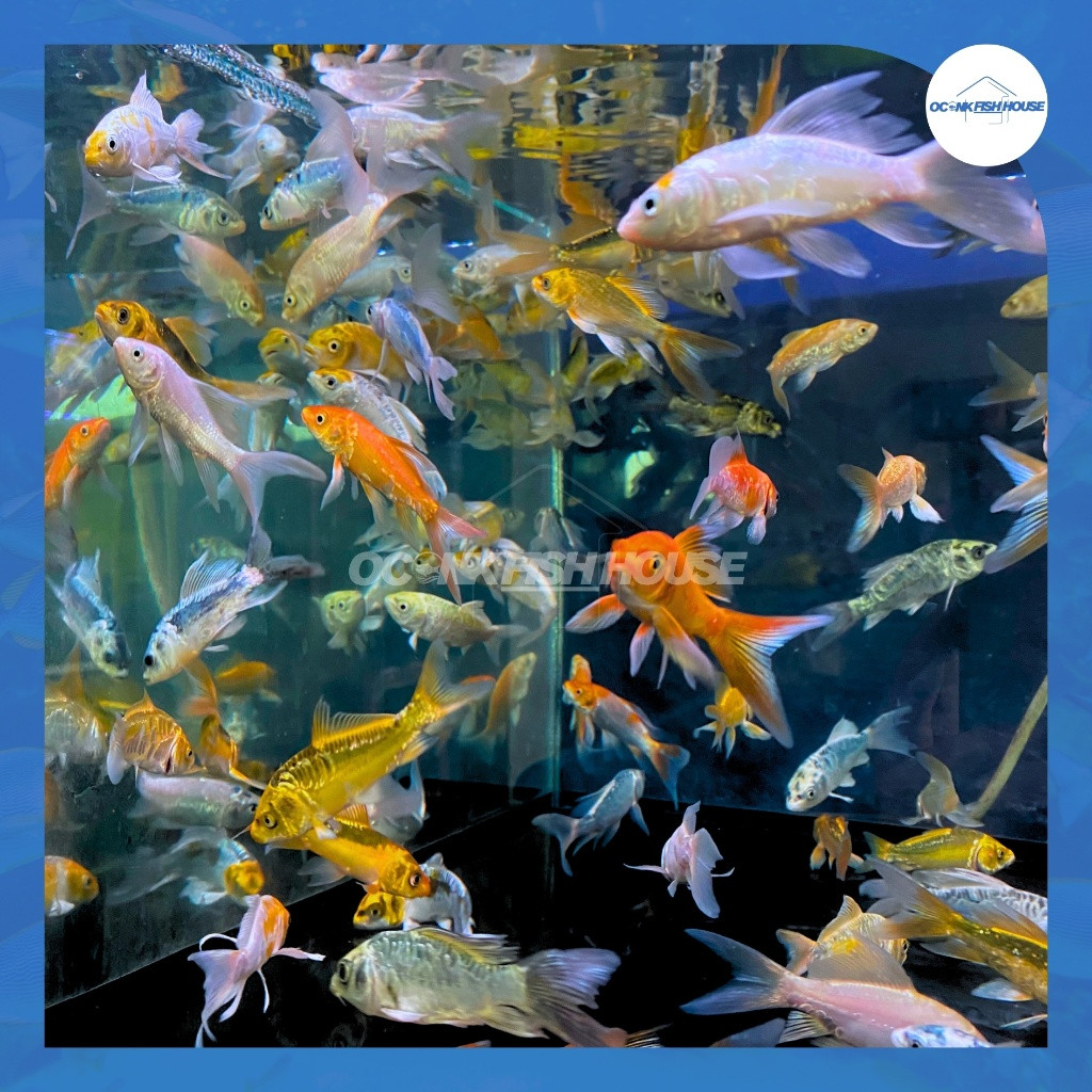 Hiasan KOI METALIK SLAYER / KOI METALIK KUMPAY