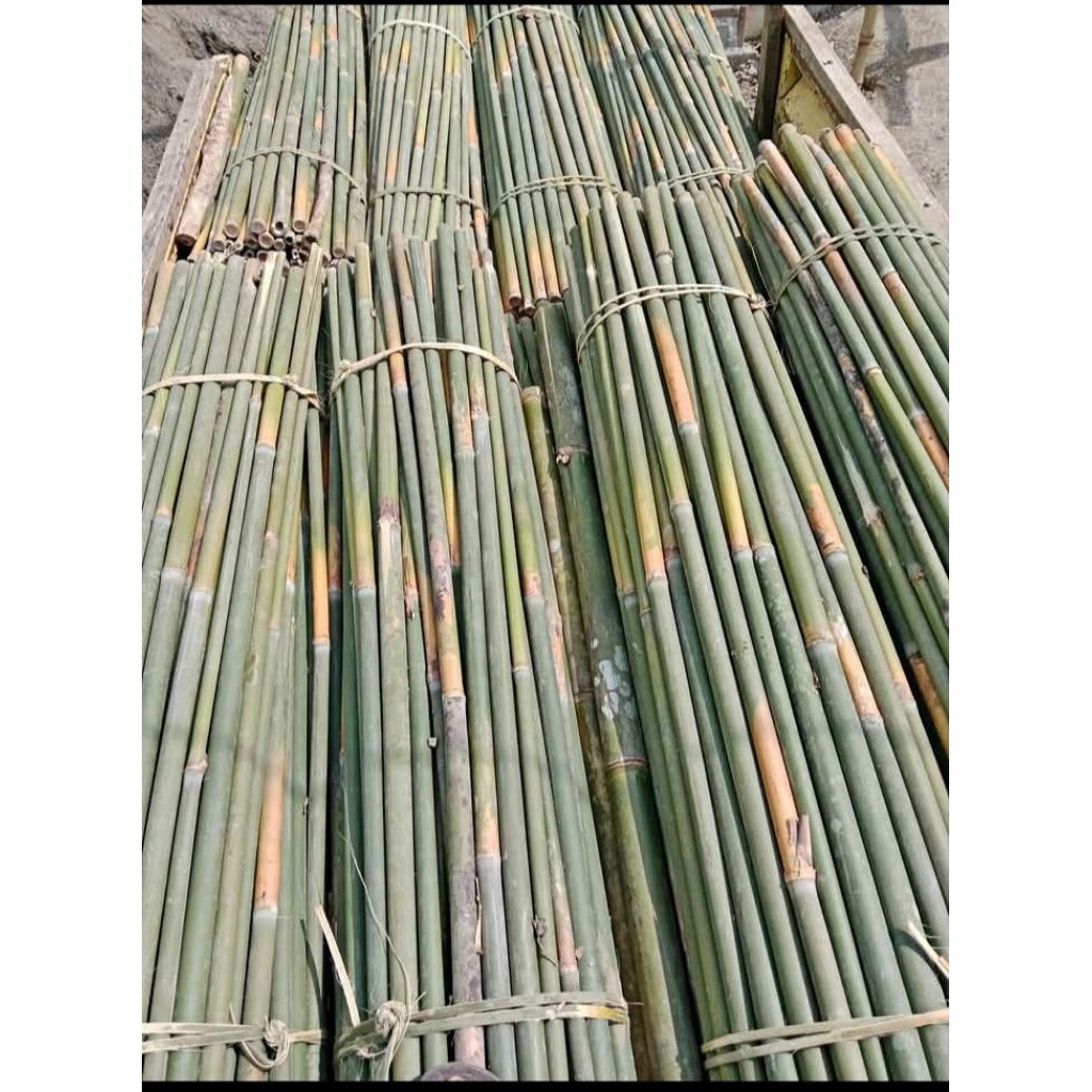 Bambu Tamiang untuk Kerajinan Seruling dan Layang-Layang Panjang 150mtr/batang