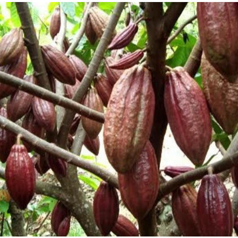 MKS BIBIT benih biji coklat kakao unggul