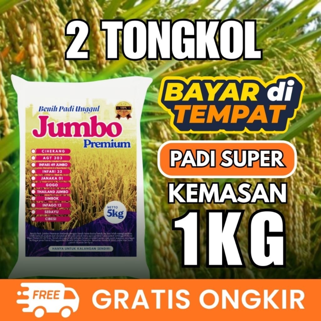 padi unggul 2 tongkol/tongkol 2/ dua tongkol/tongkol 2 super jumbo kemasan 1kg