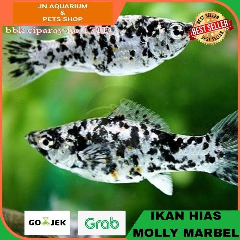IKAN HIAS MOLLY MARBLE AIR TAWAR AQUASCAPE