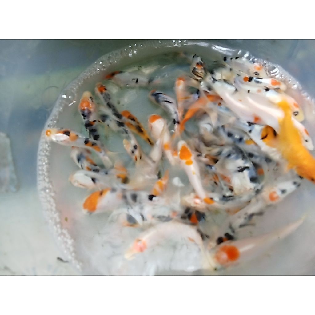 bibit koi showa,kojaku,Shiro,utsuri kabutob5-7 cm isi 15 ekor (instan saja)