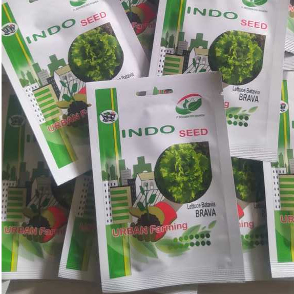 Benih selada batavia brava 1 gr INDO SEED