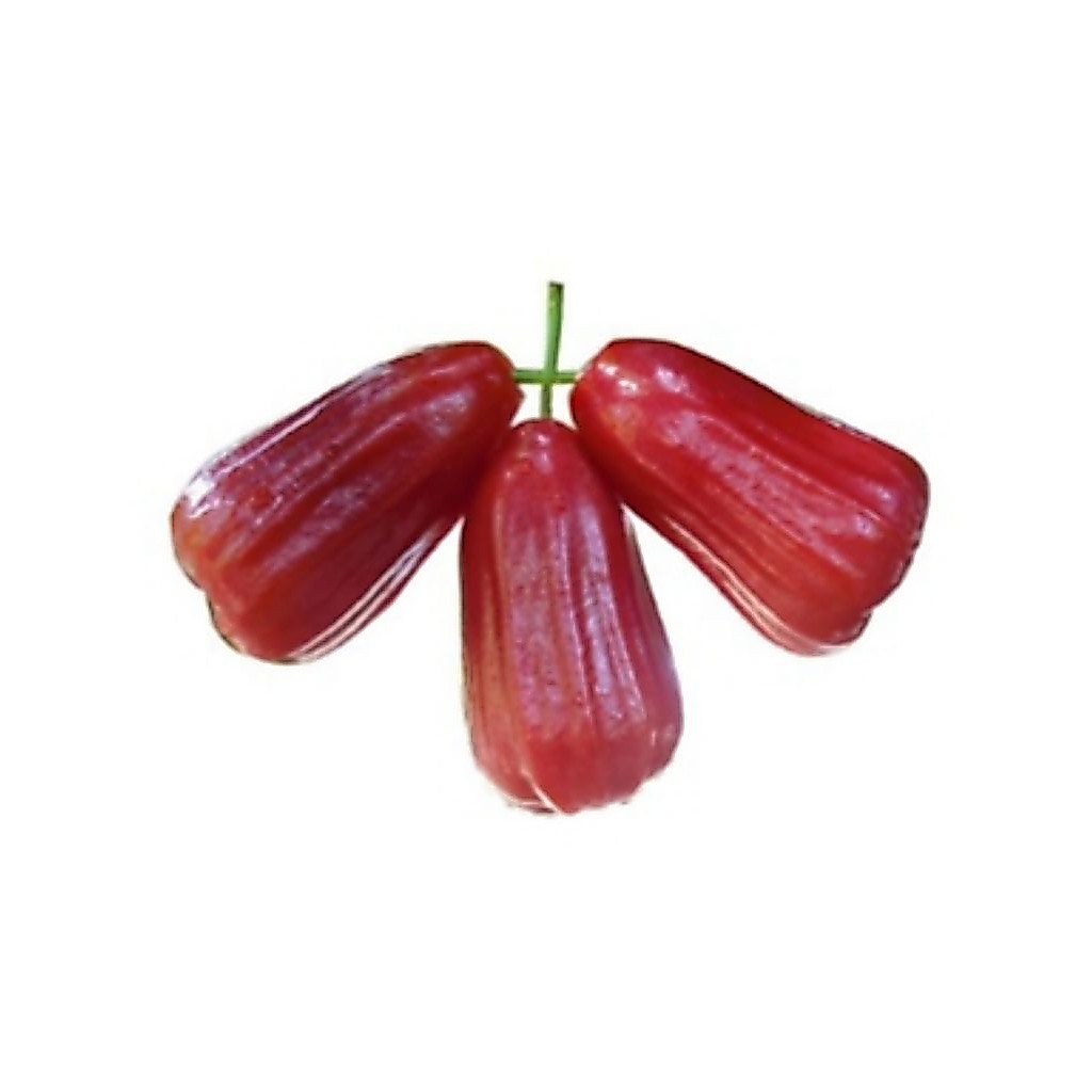 Jambu Air Madu