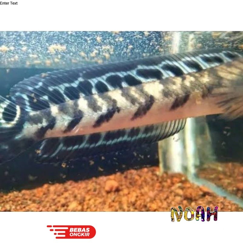 YS Calon Batik Singgel 18-21cm Chana Maru