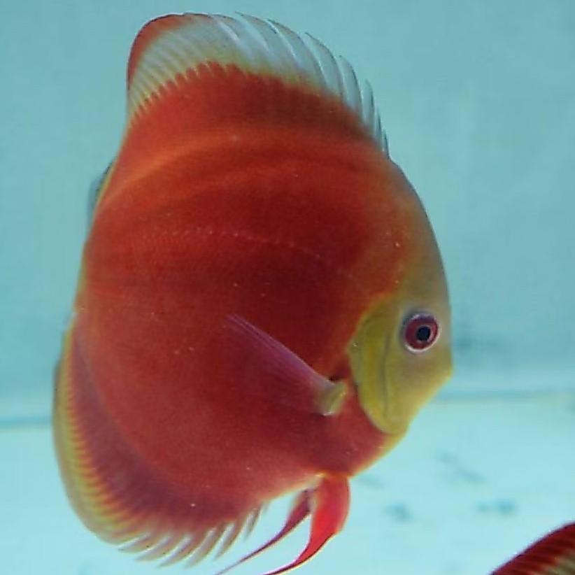 Discus Sun merah blue rim ikan hias aquascape / hiasan aquarium