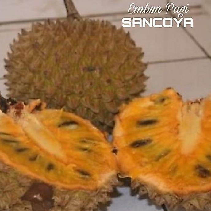 Bibit Pohon Buah Srikaya Durian Sancoya langka TBBL11 HALAL