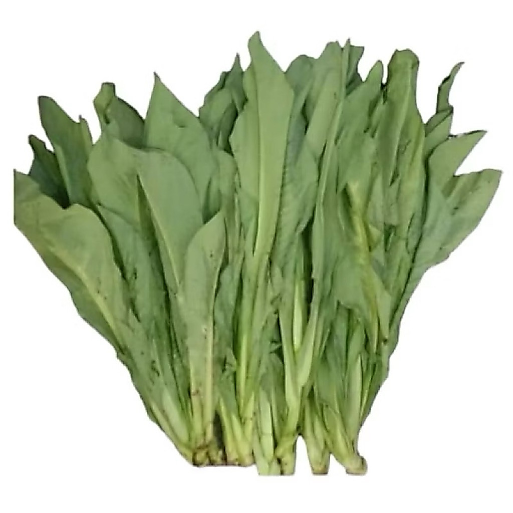 FUMAK / SAYUR FUMAK / FUMAK TORTO KURA DARAT