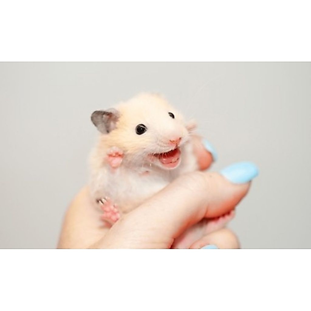 Hamster Campbell