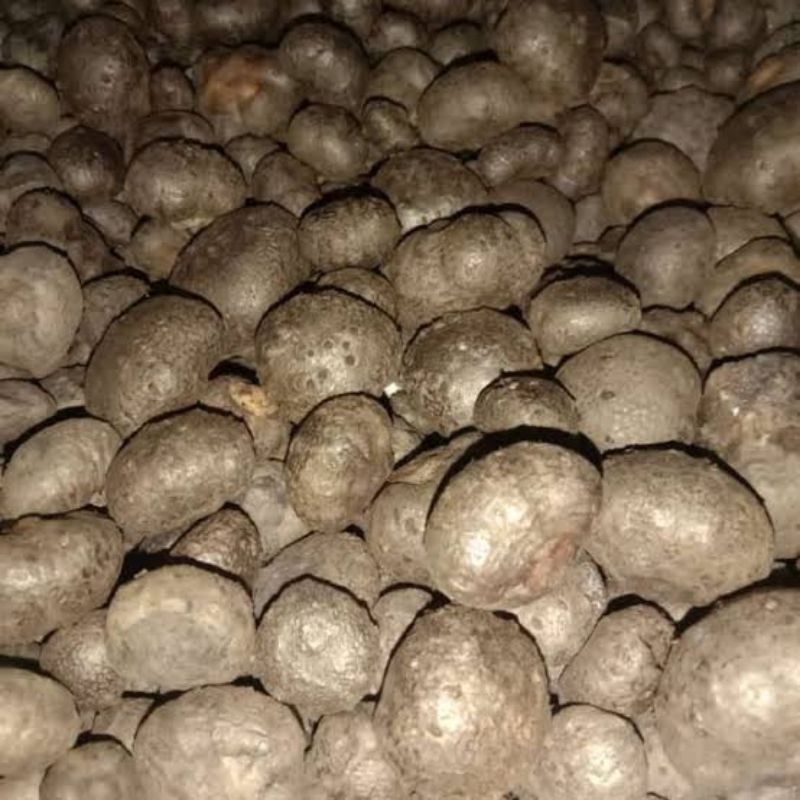 Bibit Porang Katak Mini harga untuk 1 kg Herbal Store_28