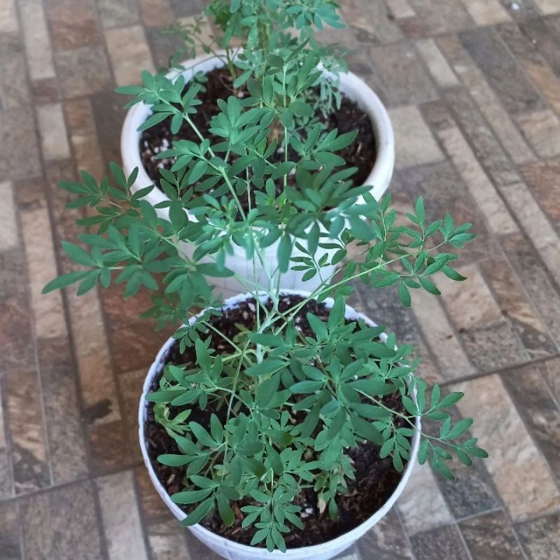 Daun Herbal INGGU - Bibit Tanaman Herbal Inggu Ruta Graveolens