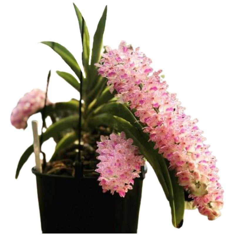 Anggrek ekor tupai dewasa