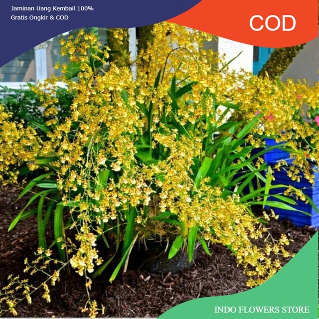 Anggrek Golden Shower Americana / Anggrek Oncidium