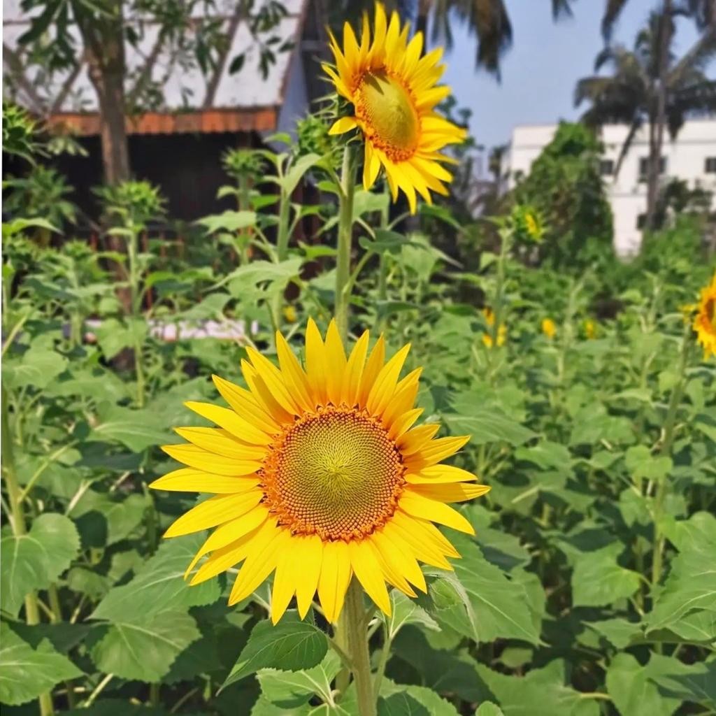 50 Biji - Benih Bunga Matahari LOKAL, biji besar, bunga banyak