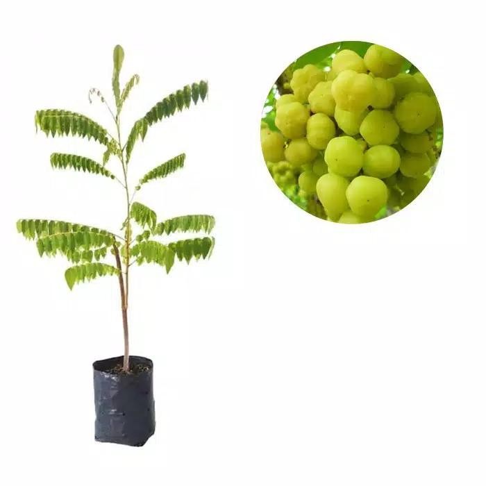 Bibit Buah cermai Bibit Cermai – Buah Asam Segar & Kaya Manfaat Herbal