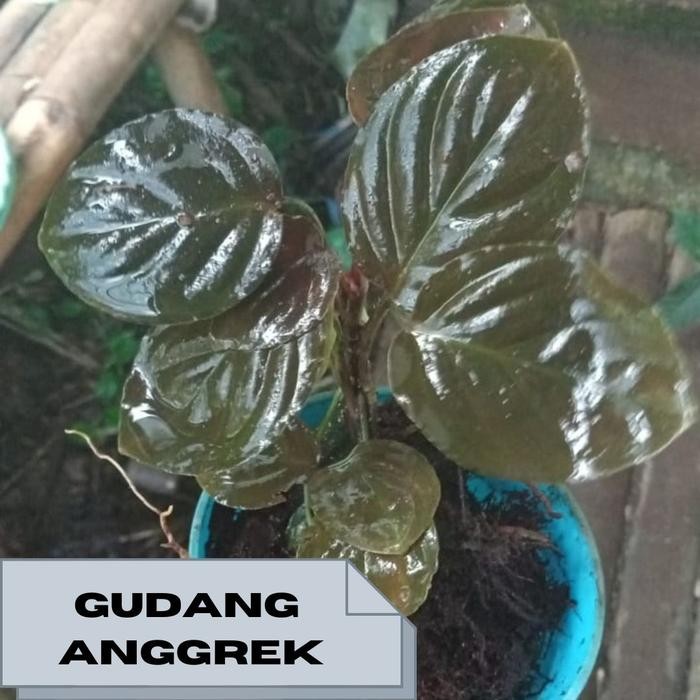 tanaman paludarium/terrarium aquascape