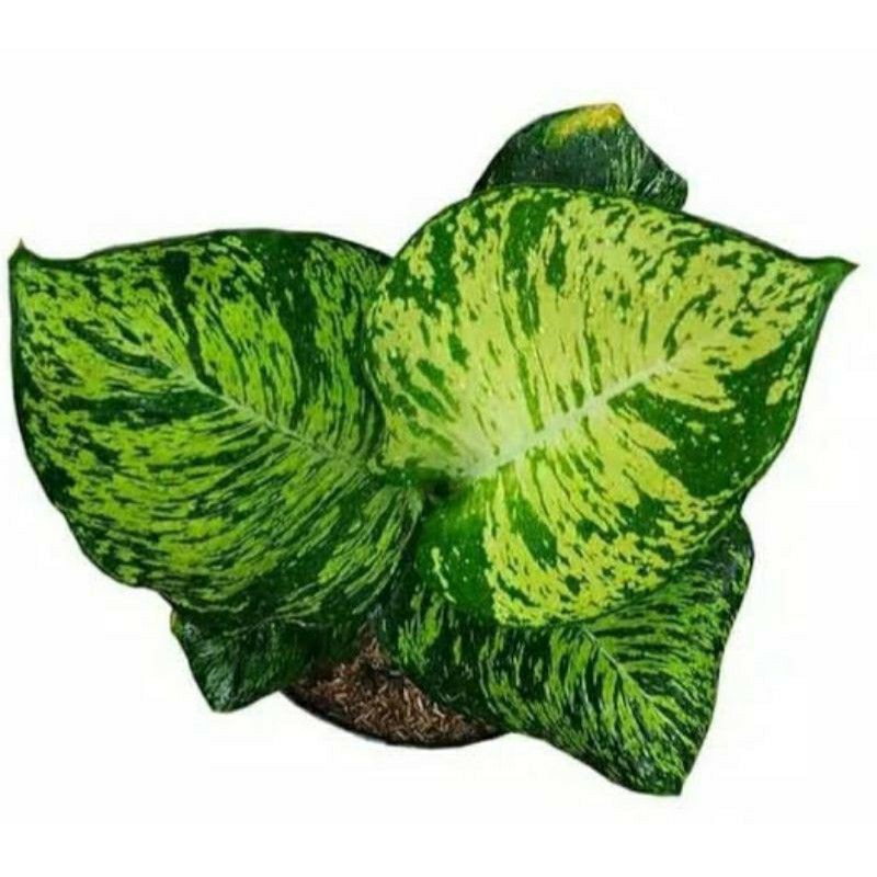 pohon aglonema anggun ayu