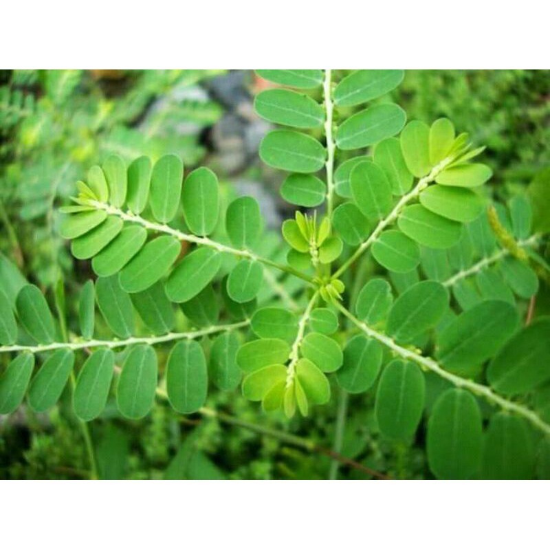 

Daun meniran segar fresh 1kg Lestari Alamku