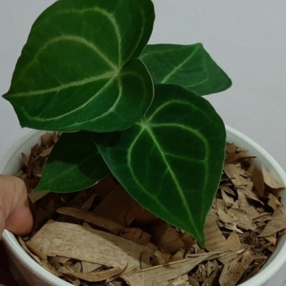 Tanaman Hias Kuping Gajah Tarantula 100% Ori Anthurium Clarinervium -