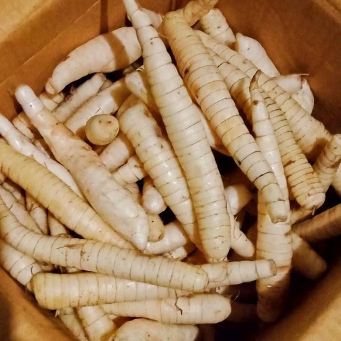 Umbi garut segar - umbi irut bersih 1 kg