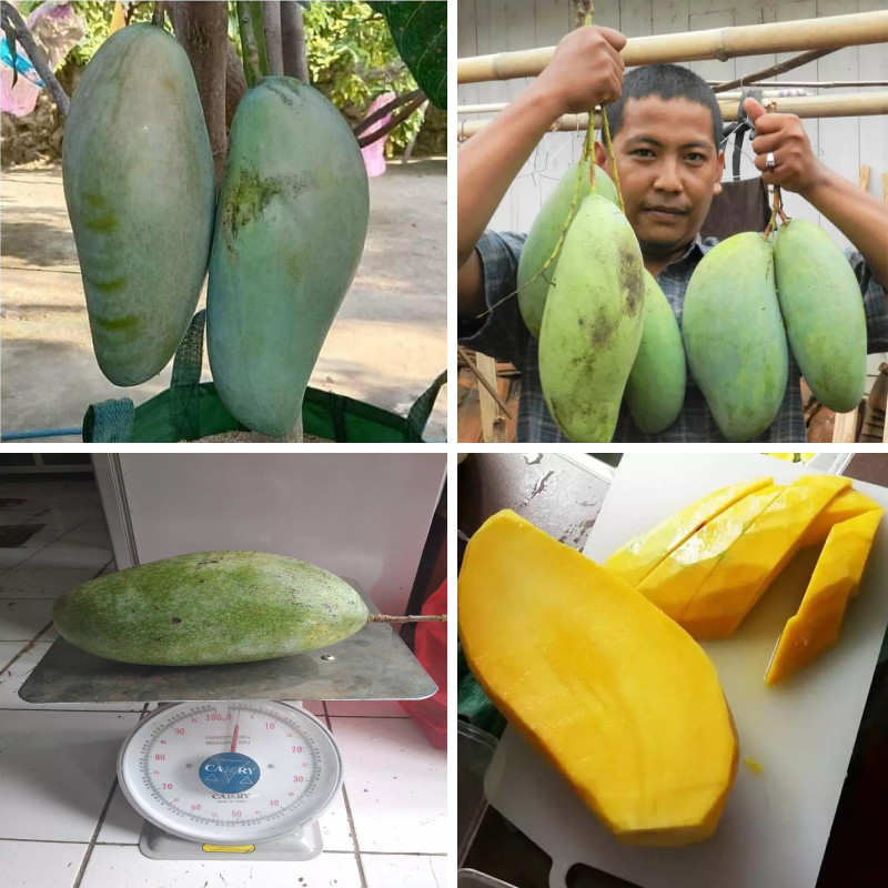 TANAMAN MANGGA MAHATIR / BIBIT MANGGA MAHATIR / BIBIT TANAMAN MANGGA MAHATIR / POHON MANGGA MAHATIR