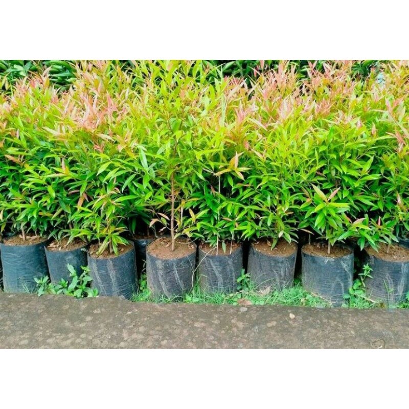 BIBIT TANAMAN PUCUK MERAH 50 CM