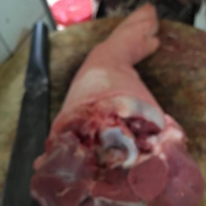 Kaki Depan Babi 1 Pcs