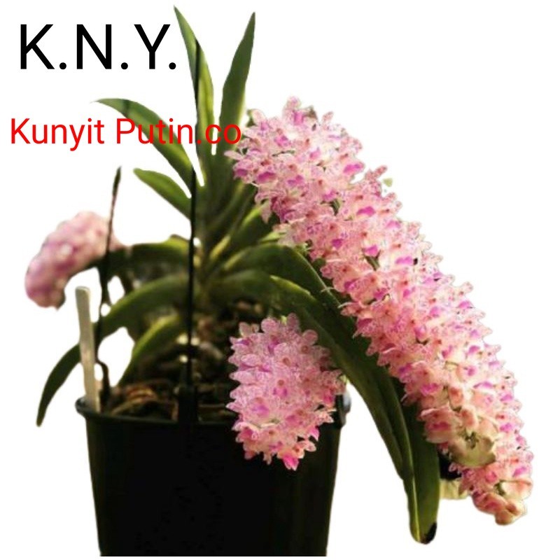 Anggrek ekor tupai dewasa siap berbunga