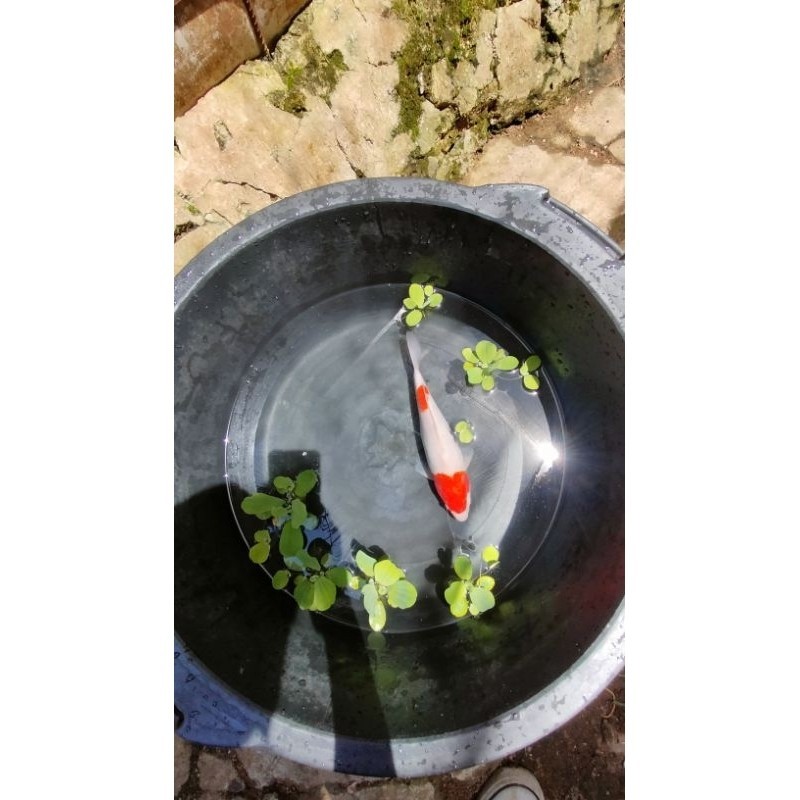 HOBI  KOI ANEKA JENIS/KOHAKU/SANKE/SHOWA/UTSURI/KUMPAY/SLAYER/DLL (GARANSI KEMATIAN).