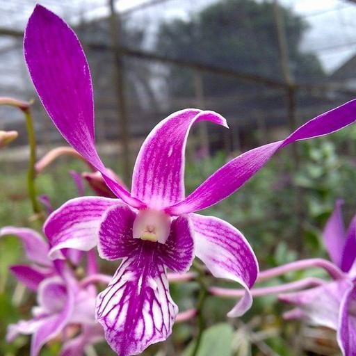 (BISA COD) jual anggrek dendro caesar red