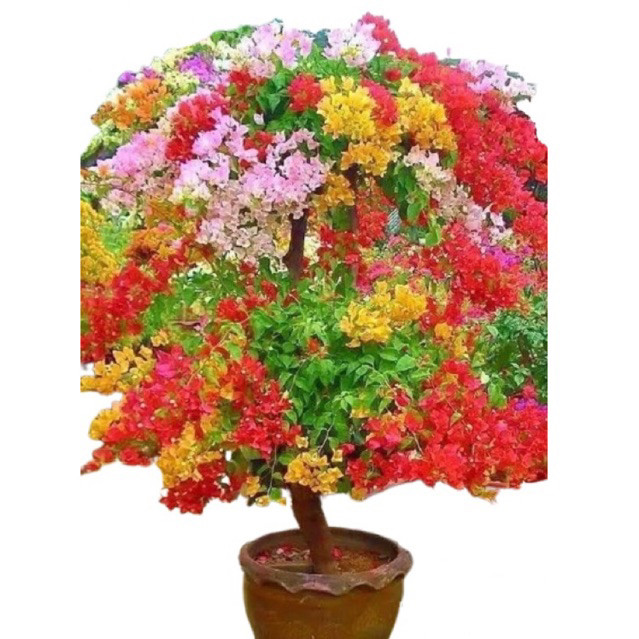 tanaman bunga bougenville 5 warna  tanaman hias bougenville Bunga kertas Bugenville