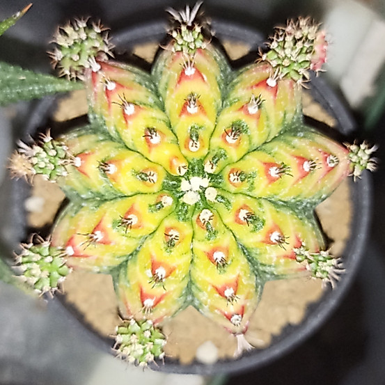 Kaktus Gymnocalycium Mihanovichii Multicolor New Clone