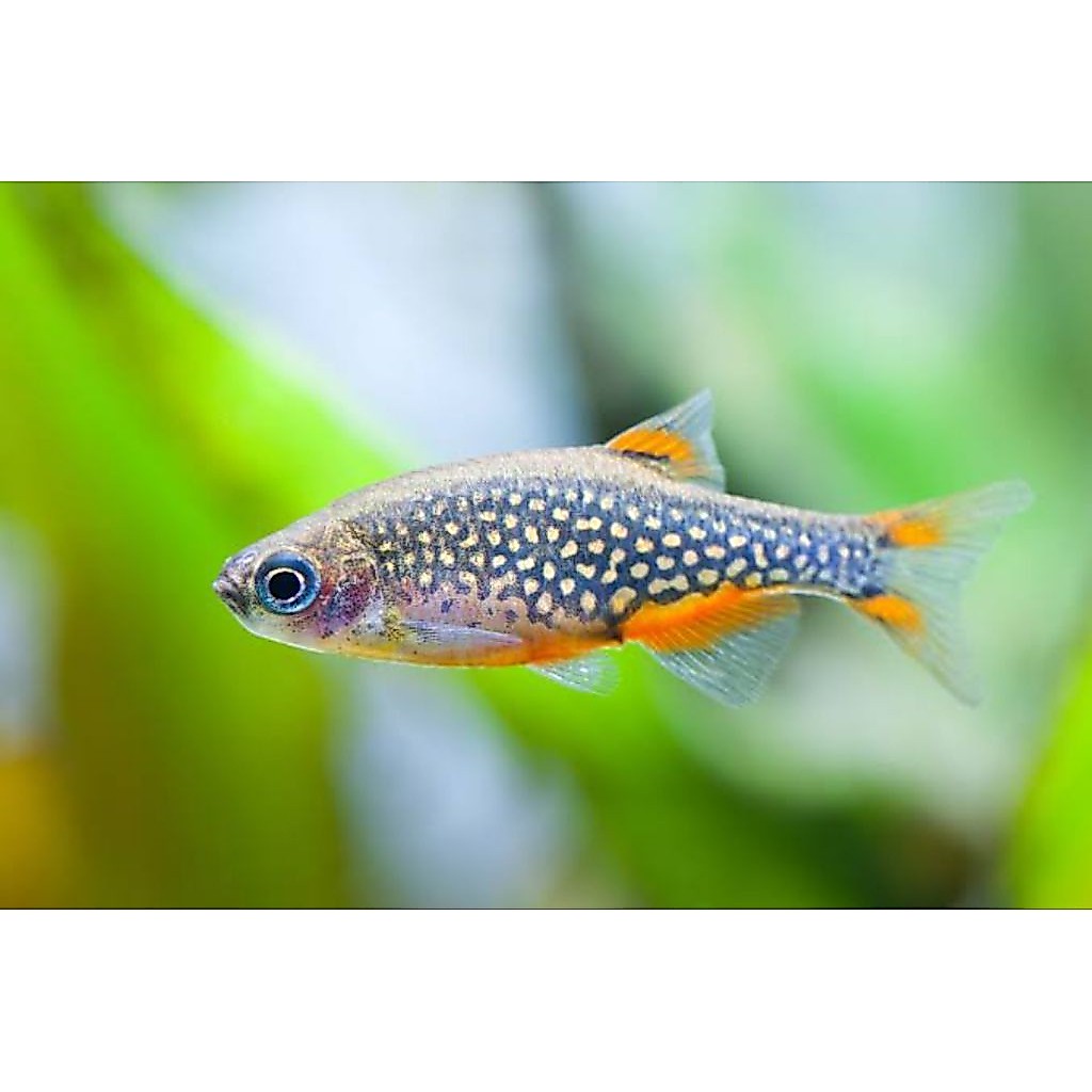 Ornamental Galaxy Rasbora