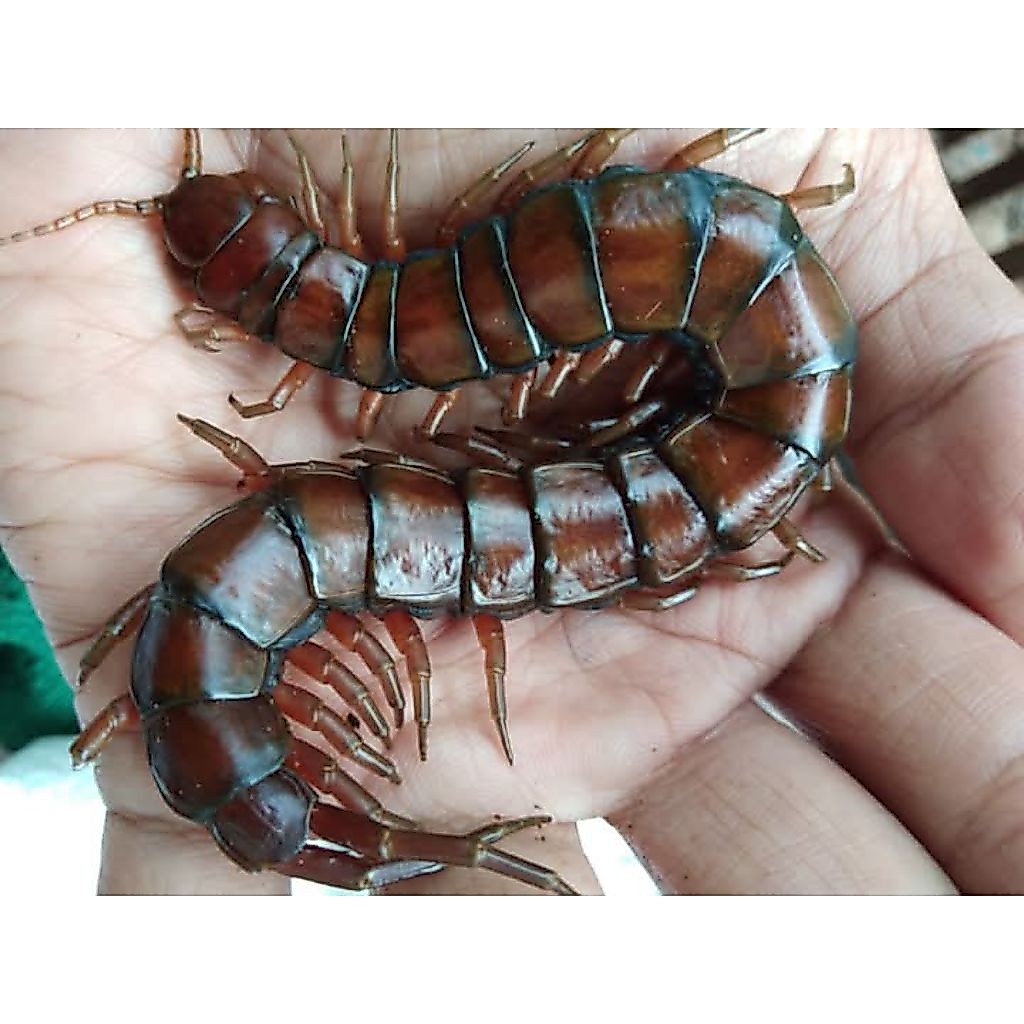Paket Hemat Jumbo 20ekor Kelabang Lipan Merah Hidup Garansi ukuran Jumbo Pakan Arwana Arowana Lohan 