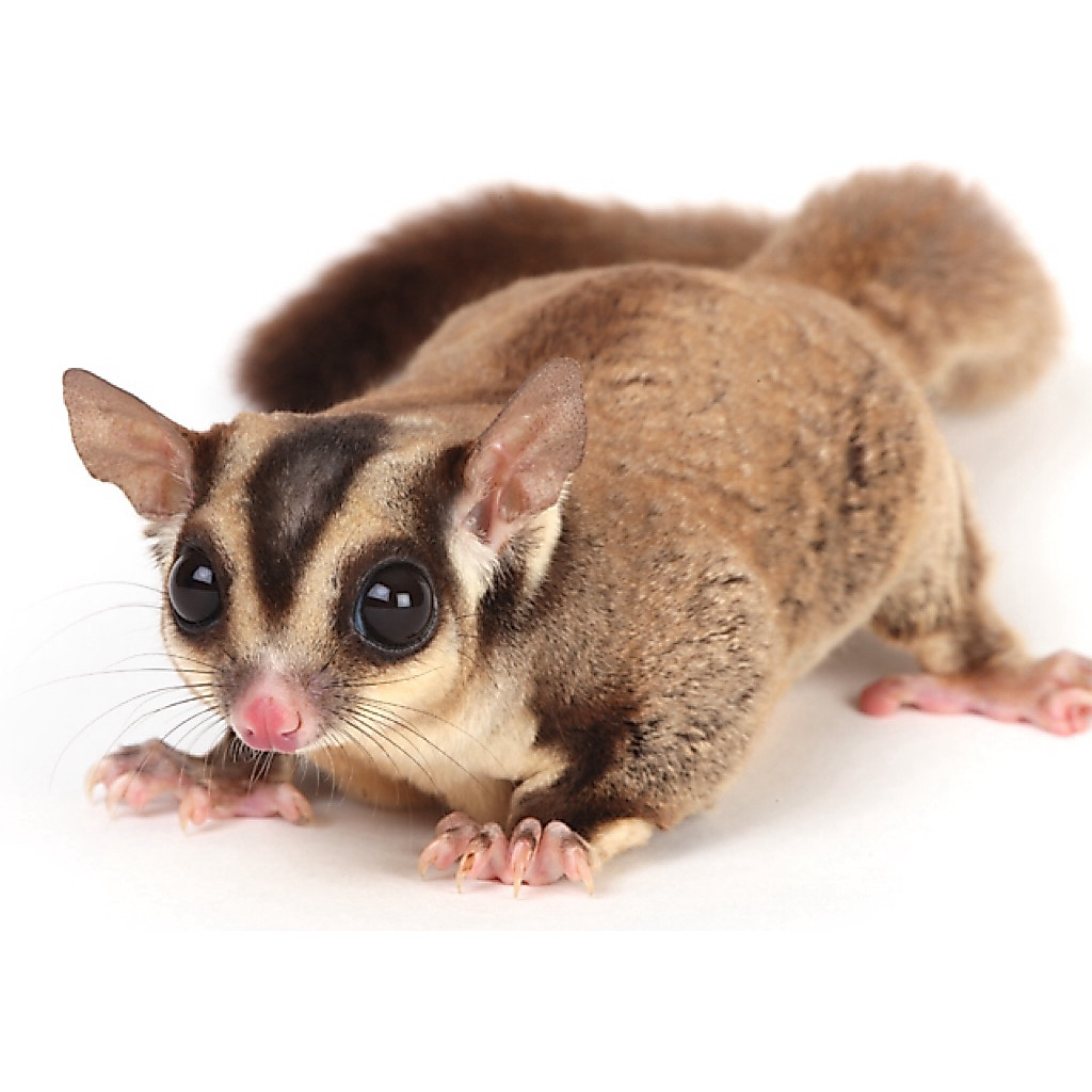 TUPAI TERBANG (SUGAR GLIDER)