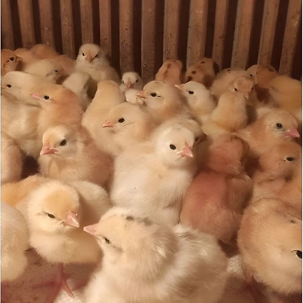 Doc ayam elba