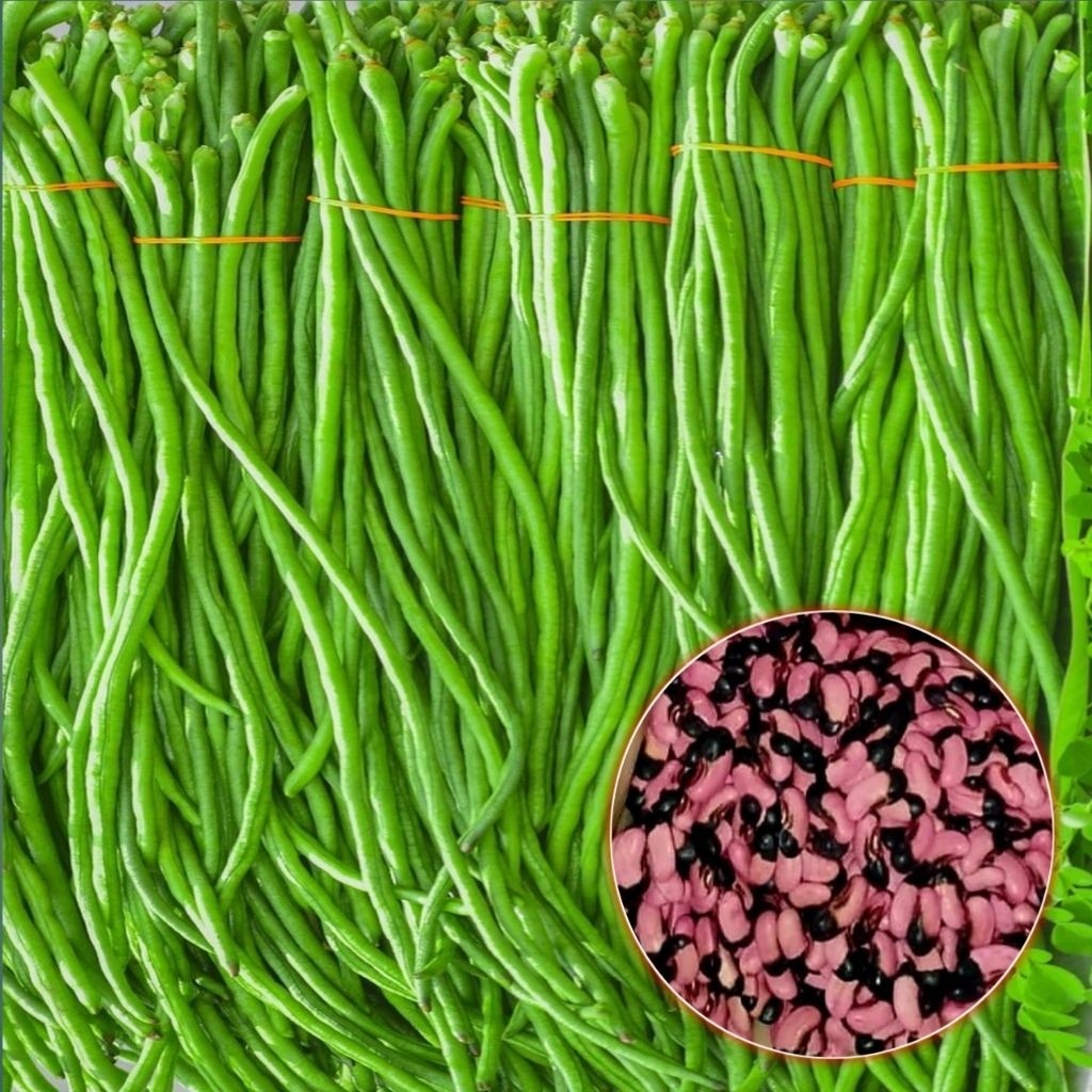 TERMURAH 100+BENIH KACANG PANJANG NUGEN PILIHAN (BB10)