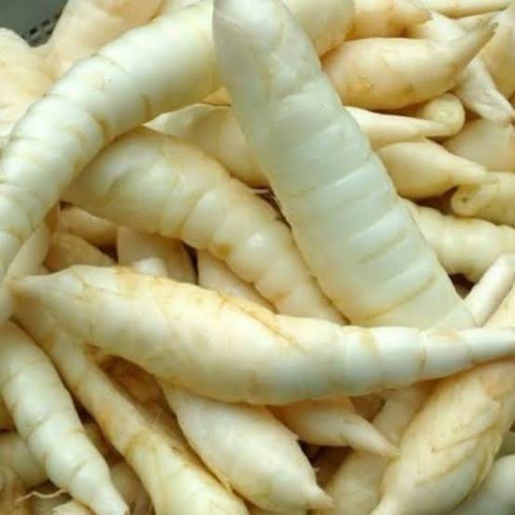 

Umbi Garut Mentah Umbi Terigu Sudah Bersih dan Segar 1 KG