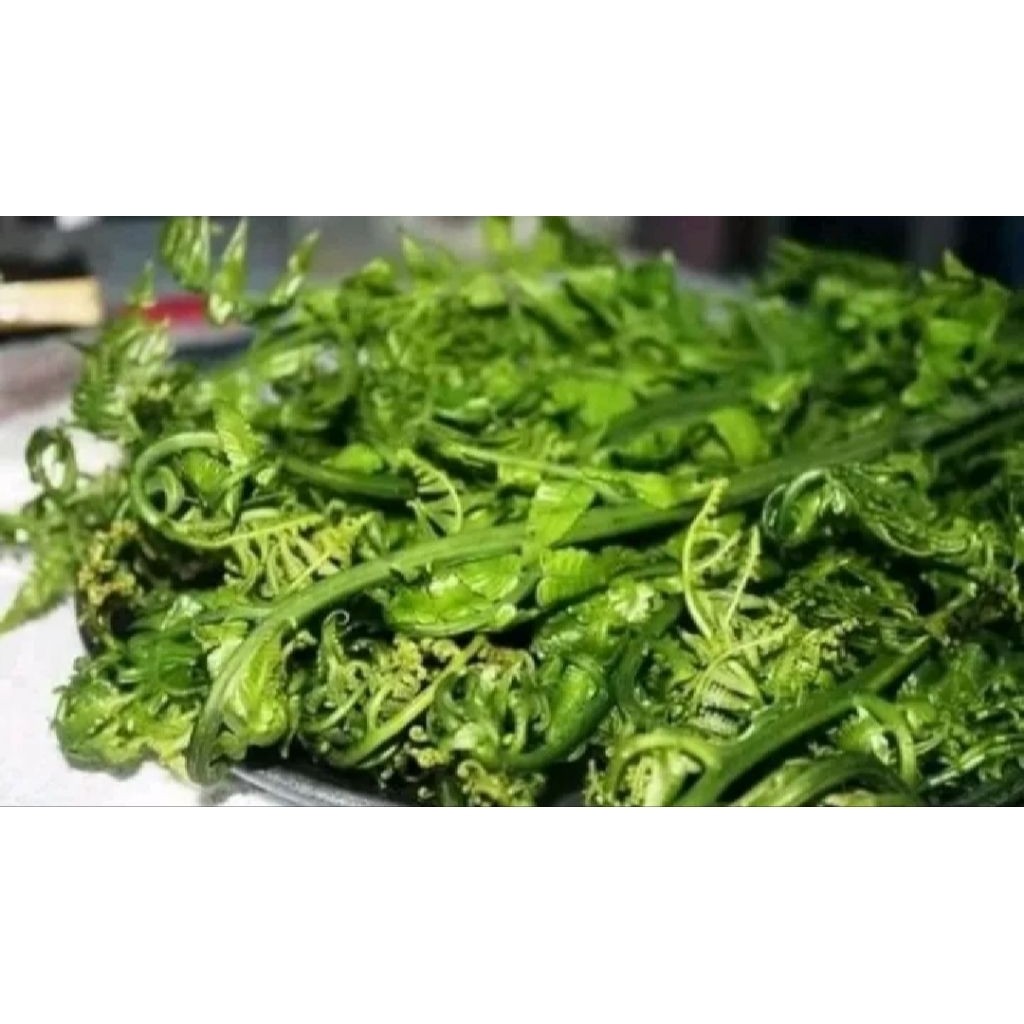 

250gram pakis sayur segar dan press baru di petik