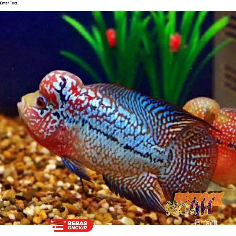Isi aquarium A Burayak lohan kamfa x gb 3-8cm f1 louhan bonus pakan | kebutuhan aquarium BELI10BONUS