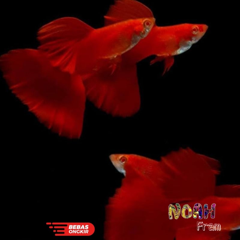 Isi aquarium ikan Guppy AFR big dorsal sepasang merah