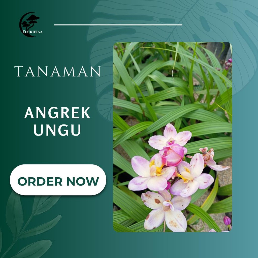 Tanaman anggrek tanah ungu - Elegan, Tahan Lama & Mudah Dirawat