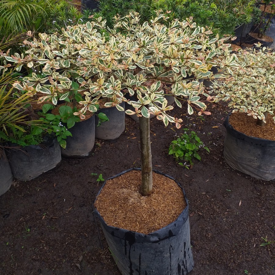 Tanaman Hias Ketapang Kencana Variegata RIMBUN -  Pohon Ketapang Kencana Varigata