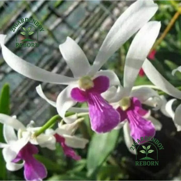 (BISA COD) tanaman hias anggrek dendrobium mesagnil remaja/perumpun .