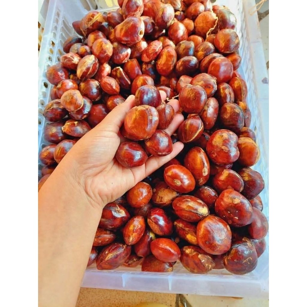 

jengkol tua sudah di kupas jengkol lalap jengkol super 250 gram